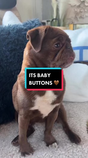 Meet Baby Buttons - The Adorable Pug from Bubblebecca Pugs