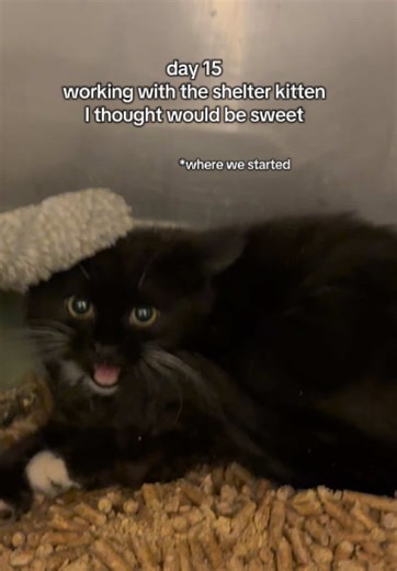 WE MADE PROGRESS!! I REPEAT WE MADE PROGRESS 😭🥳🖤 I think the biggest win was Serra playing while I was in the room! Usually she just hides in one of her little houses until I leave. But also, being interested in playing with me & letting me pet her while she ate was HUGE! I have high hopes for day 16 based on how today went 🥹 #spicykitten #shelterkitten #fosterkittens #fostermom #animalsheltervolunteer