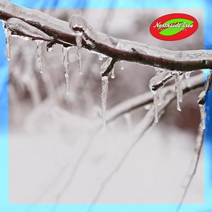 Our Atlanta crews are available 24/7 for emergency tree service. | Northside Tree Professionals