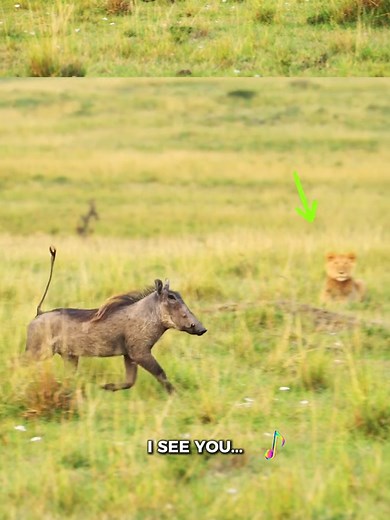 Intense Lion vs Warthog Chase in African Savannah