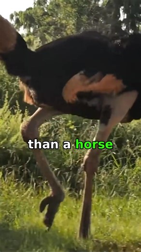 Here are eight astonishing animal facts that may surprise you. #facts #animallife #reel #animals #wildlife | Animal facts