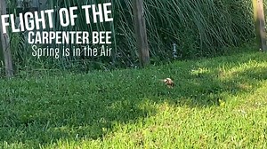Flight of the Carpenter Bee - Spring is in the Air