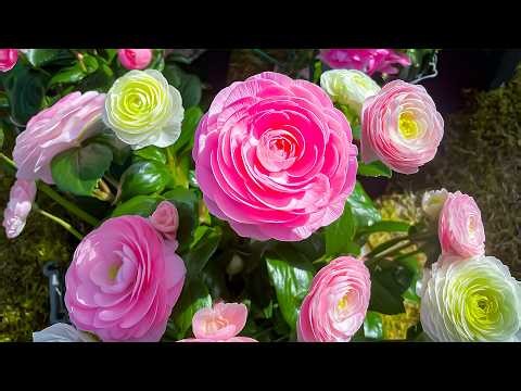 Relaxing Music That Remove All Negative Energy, Improve Memory 🌸 Perfect Anti-Stress Music 🍀
