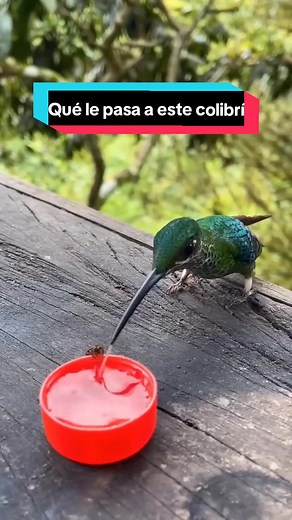 Curiosidades sobre el colibrí y su lengua