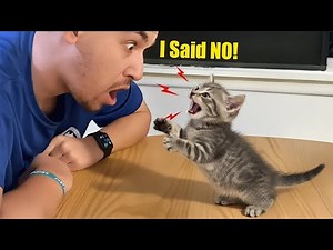 When Cats Start Talking Back To Their Owner Like Humans 😹🗣️