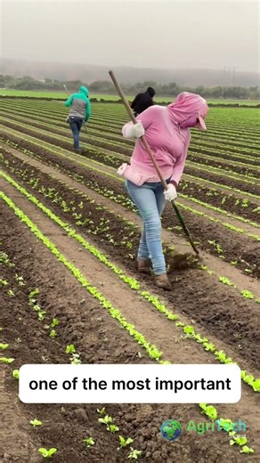 How Farmers Remove Weeds in Vegetable Fields | Precision Farm Weeding