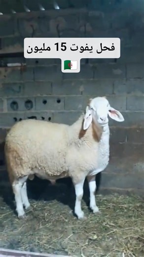 شاهد كبش فحل كسابي او كبش العيد الاضحى سلعة ما شاء الله 🇩🇿 بهم و فحول جزائرية