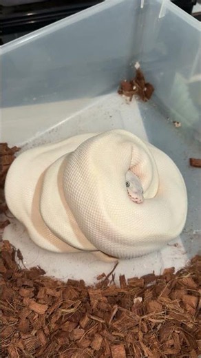 Super butter ball python clutch