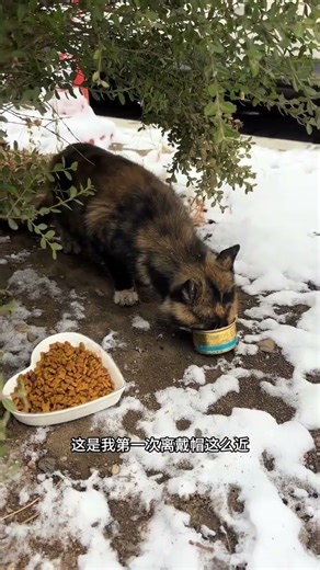 The tortoiseshell cat is here again. Every snowfall in Northeast China is a life-and-death