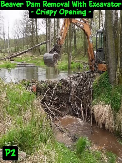 Effective Beaver Dam Removal with an Excavator