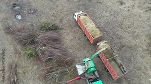 Hedge and coppice chipping in a farm with a wood chipper into wood chip as firewood. Tractor with wood cutting attachment, also called shredder or chipper chops some wood while park cleanup is made.