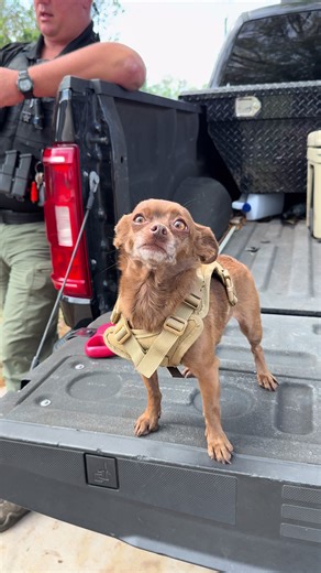 Meet Coco: The Supportive Dog of Okeechobee County Deputies