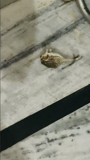 Mating /Copulation in male and female frog#biology #discovery #biology #life-science#animals