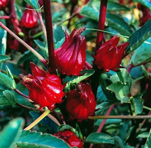 31K views · 829 reactions | Phytonutrients 101: Roselle vs. Muscadine Grapes | The Weeds and Seeds Guy | Facebook