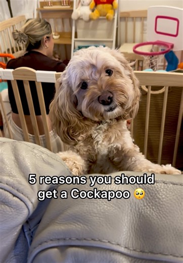 Cockapoos: Adorable Dogs Full of Love