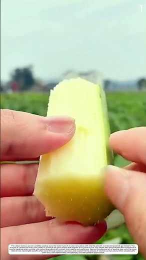 Fresh Cucumber Processing: How a Simple Peeling Method Creates a Cleaner Surface