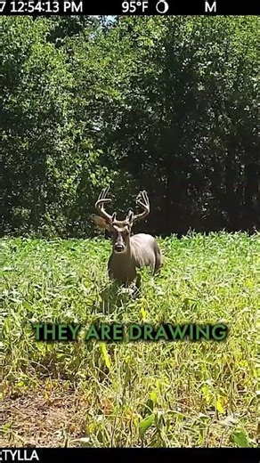 Keep up with the changing food sources #Whitetail #HuntEmBig