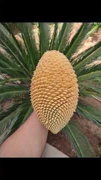 Cycas growth from seeds. & germination methods
