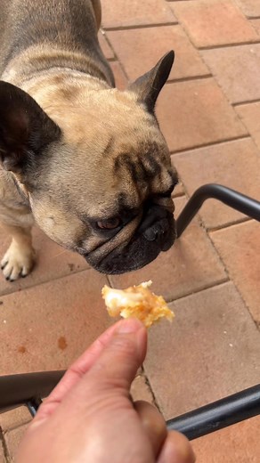 2K views · 60 reactions | Mga batutang gusto lahat ang pakain ng mummy nila #dog #cute #fbreelsfypシ゚ #reelsfbシ #vlog | The Smith Family in Australia | Facebook