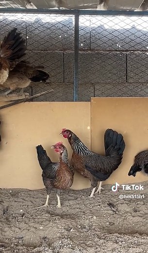 أفضل أنواع الدجاج العربي: دليل شامل