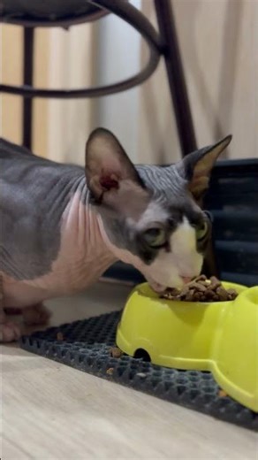 This Hungry Sphynx Is Eating! 😻🖤 ASMR Crunch Time – He’s Just Perfect!
