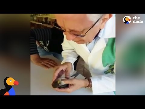 Doctor Gives Bird CPR And Brings Him Back To Life | The Dodo