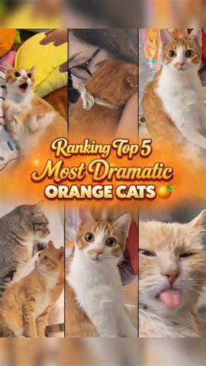 Top 5 Most Dramatic Orange Cats 🍊😹 (Oscar Goes To…)
