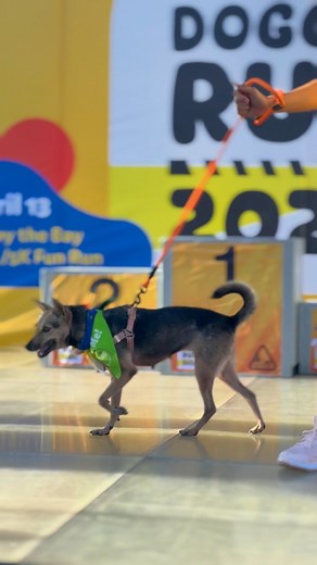 Our hearts are full after the successful PetExpress Doggie Run 2024! 🐾 A quick & big thank you again— & to everyone who participated & made this paw-sible! 💖 | Philippine Animal Welfare Society (PAWS)