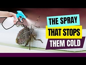 Keep Stink Bugs OUT of Your House — Simple Tricks That WORK Fast 🐞
