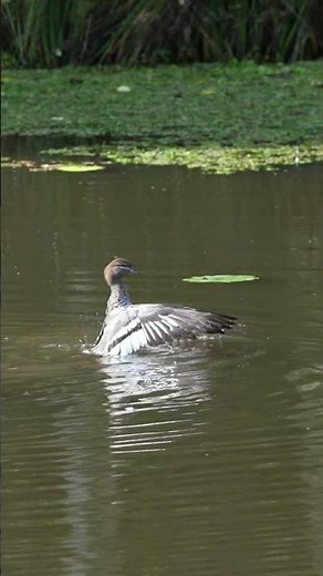 Australian Wood Duck #australianduck #nature #animals