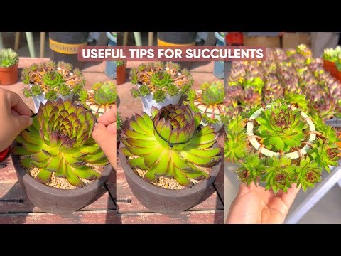 Succulent Care for Beginners: Essential Tips to Keep Them Alive! 🪴
