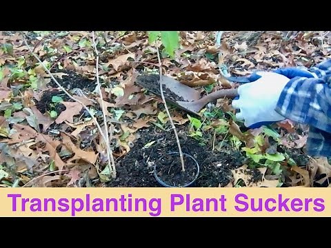 Transplanting Plant Suckers