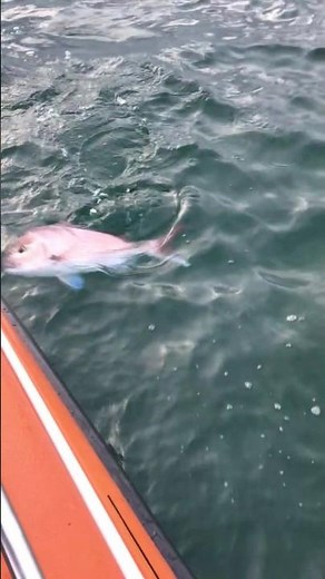 Epic Dawn Snapper Strike Altona Reef Madness | 72cm Snapper at JawBone Crazy Morning Fishing Footage