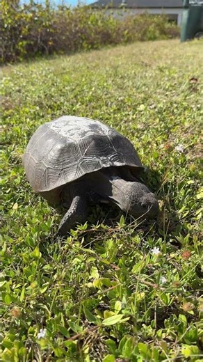 Lawn Lunch with a Florida Legend