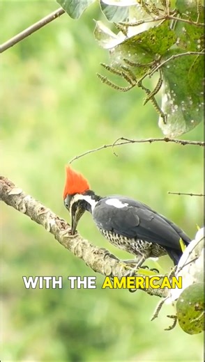 The Woodpecker – America’s Relentless Tree Guardian #wildlife #facts #animals