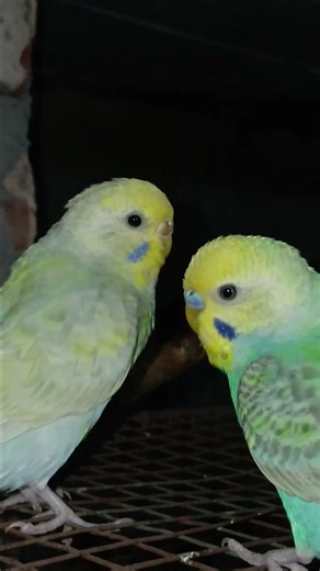 The Colorful World of Rainbow Budgies