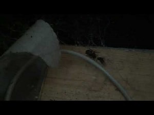 Spider VS Fly 2017.