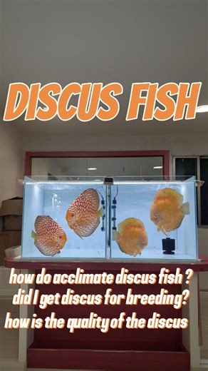 TheAquaNest on Instagram: "Unboxing the KING OF AQUARIUM and acclimating them Discus fish varieties Red checker board White face yellow How to Acclimate discus fish in our water #telugu #hyderabad #fish #discusfishkeeping #discusfishtank #discusfishlover #discusbreeding #whitefaceyellowdiscus #viral #trending #fishkeepinghobby"