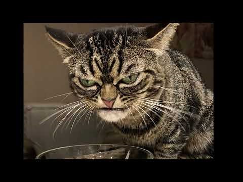 GRUMPY CAT HAPPY BIRTHDAY SONG