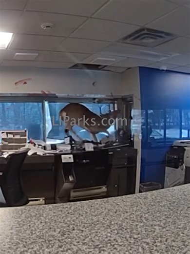 Today SCPD showed clips of Body Cam footage of their officers trying to wrangle a Deer that broke into a Bank in Ridge, NY. This video highlights why its important for us to protect and preserve wildlife habitat on Long Island. #SCPD #SuffolkCounty #Deer #Wildlife #WebsterBank