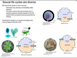 Cell Division Unit: Intro to Cell Division (part 1)