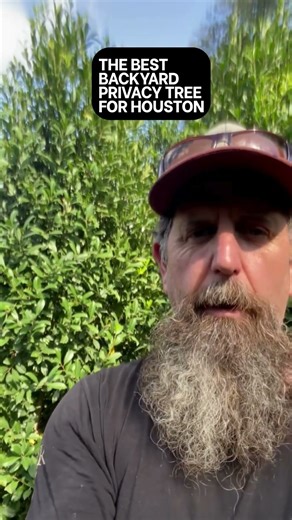 Best Privacy Tree for Houston Yards (Eagleston Holly)