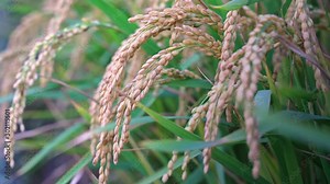 Yellow paddy field swaying in the wind, early morning dawn time in Taiwan. Raw short-grain rice crop stalks, concept of organic agriculture farming, close up. Stock Video