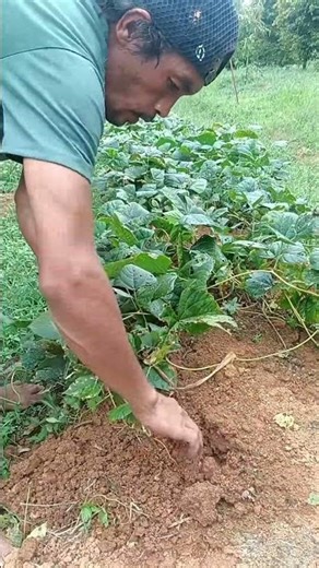 Mexican turnip harvesting Process