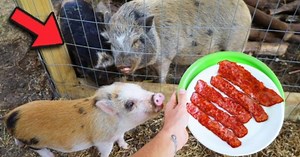 Do you think it’s cruel or animal abuse to feed a pig bacon?