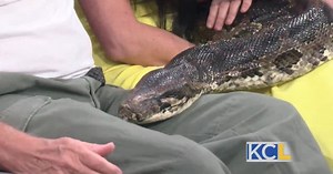 Jungle Law gets close with a Burmese Python