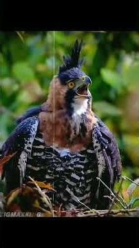 Birds 🤯🥶🥵☠️#birds #birdsounds #shorts #nature