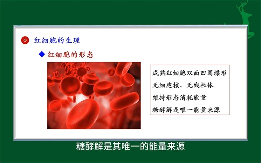 #红细胞的生理#人体生理学#医学科普#每天学习一点点