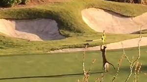 197K views · 1.7K reactions | Watch out for the Mountain Lion Hazard on 18th hole... | Mojo TV | Facebook