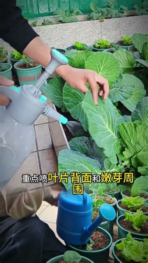 Some essential tips for planting#Tips for pest control#Insect prevention#Planting tips#Eff